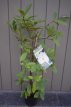 Michelia 'Fairy Magnolia White'® 30/40 Michelia 'Fairy Magnolia White'® - Bananenstruik 30-40 C3