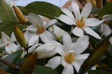 Michelia 'Fairy Magnolia White'® 30/40 Michelia 'Fairy Magnolia White'® - Bananenstruik 30-40 C3