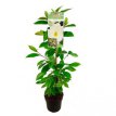 Michelia laevifolia 'Vanilla Pearls'® 60/80 C Michelia laevifolia 'Vanilla Pearls'® - PROMO - Bananenstruik 60-80 C3