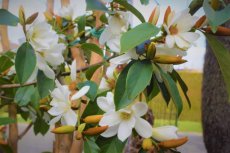 Michelia laevifolia 'Vanilla Pearls'® 60/80 C Michelia laevifolia 'Vanilla Pearls'® - PROMO - Bananenstruik 60-80 C3