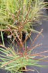 Miscanthus sinensis ‘Ferner Osten’ P9 Miscanthus sin. ‘Ferner Osten’ | Scherpgroen | rode bloemaren 150  P9