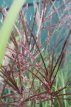 Miscanthus sinensis ‘Red Chief’ P9 Miscanthus sinensis ‘Red Chief’ | Scherpgroen | rode bloemaren 175 P9