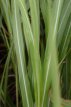 Miscanthus sinensis ‘Silberfeder’ P9 Miscanthus sin. ‘Silberfeder’ | Scherpgroen | grijze bloemaren 175 P9