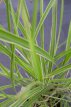 Miscanthus sinensis ‘Variegatus’ P9 Miscanthus sin. ‘Variegatus’ | Scherpgroen | bruine bloemaren 175 P9