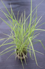 Miscanthus sinensis ‘Variegatus’ P9 Miscanthus sin. ‘Variegatus’ | Scherpgroen | bruine bloemaren 175 P9