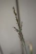 Molinia arundinacea ‘Bergfreund’ | Pijpenstroo Molinia arundinacea ‘Bergfreund’ | Pijpenstrootje 200 | 24 st.P9