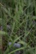 Molinia arundinacea ‘Karl Foerster' P9 Molinia arundinacea ‘Karl Foerster’ | Pijpenstrootje 200 P9