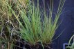 Molinia arundinacea ‘Windspiel’ | Pijpestrootj Molinia arundinacea ‘Windspiel’ | Pijpestrootje 200 C3