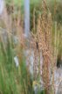 Molinia caerulea ‘Edith Dudszus’ | Pijpenstroo Molinia caerulea ‘Edith Dudszus’ 100 stuks | Pijpenstrootje 80 P9