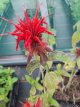 Monarda ‘Cambridge Scarlet’ Monarda ‘Cambridge Scarlet’ | Bergamotplant 100 P9