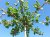 Morus alba 'Fruitless' (dakvorm) 12/14 Mot Morus alba 'Macrophylla Fruitless' (=Kagayamaea-Platanifolia) (parasol) 12/14 HO Mot | GROOTBLADIGE WITTE MOERBEI