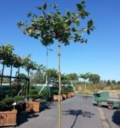 Parrotia persica Parrotia persica