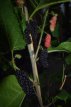 Morus rotundiloba 'Moyo Berry' 25-30 C2 Morus rotundiloba 'Moyo Berry'(Matsunaga PBR) | Moerbei 25/30 C2