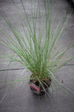 Muhlenbergia capillaris | Muhly gras 100 P9