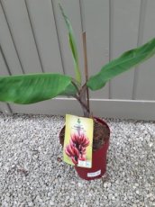 Musa acuminata 'Red Dacca' | Cubaanse rode banaan 35-40 C6