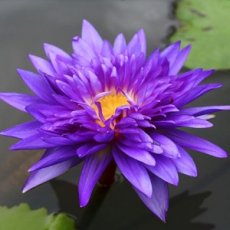 Nymphaea ' King of the Blues ' C3 Nymphaea ' King of the Blues ' | Waterlelie  C3