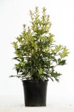 Osmanthus heterophyllus ‘Goshiki’ 40/50 C5 Osmanthus heterophyllus ‘Goshiki’ (= ‘Tricolor’) - Schijnhulst  40-50 C5