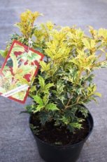 Osmanthus heterophyllus ‘Goshiki’ (= ‘Tricolor’) - Schijnhulst 20-25 C