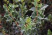 Osmanthus heterophyllus 30/40 C Osmanthus heterophyllus |GESCHIKT HOGE HAAG☃| Schijnhulst 30-40 C