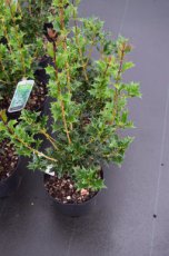 Osmanthus heterophyllus |GESCHIKT HOGE HAAG☃| Schijnhulst 30-40 C