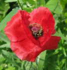 Papaver orientale ’Beauty of Livermere' | Oosterse klaproos 80 P9