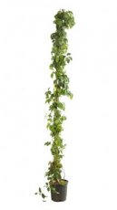 Parthenocissus quinquefolia 175/200 C10 Parthenocissus quinquefolia | Wilde wingerd 175-200  C10