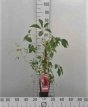 Parthenocissus quinquefolia 'Engelmannii' 50/60 C Parthenocissus quinquefolia 'Engelmannii' | Wilde wingerd 50-60 C