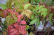 Parthenocissus quinquefolia 50/60 C Parthenocissus quinquefolia | Wilde wingerd 50-60 C