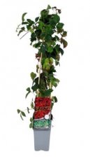 Parthenocissus quinquefolia Red wall® Tro 50/60 C Parthenocissus quinquefolia 'Red wall'®(=Troki) | Wilde wingerd 80-100 C