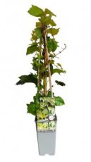 Parthenocissus tricuspidata 'Green Spring' 50/60 C Parthenocissus tricuspidata 'Green Spring' | Wilde wingerd 50-60 C