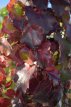 Parthenocissus T. ‘Veitchii Robusta’ 50/60 C Parthenocissus tricuspidata ‘Veitchii Robusta’ | Wilde wingerd 50-60 C