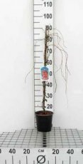 Parthenocissus tricuspidata ‘Veitchii’ 80/100 Parthenocissus tricuspidata ‘Veitchii’| Wilde wingerd 80-100 C2