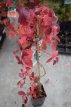 Parthenocissus tricuspidata ‘Veitchii’ 50/60 C Parthenocissus tricuspidata ‘Veitchii’| Wilde wingerd 50-60 C
