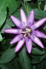 Passiflora ‘Amethyst’ 50/60 C Passiflora ‘Amethyst’ (= ‘Lavender Lady’)| Passiebloem 50-60 C