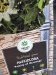 Passiflora 'Beauty of Hannover' 50/60 C Passiflora hybr. 'Beauty of Hannover' | Passiebloem 50-60 C