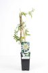 Passiflora caerulea ‘Constance Elliot’ 50/60 C Passiflora caerulea ‘Constance Elliot’ | Passiebloem 50-60 C