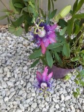 Passiflora hybr. 'Anastasia' Passiflora hybr. 'Anastasia' | Passiebloem 20-30 C