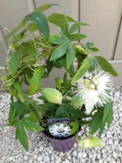 Passiflora hybr. 'Snow Queen' 20/30 C Passiflora hybr. 'Snow Queen' | Passiebloem 20-30 C