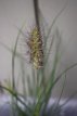 Pennisetum alopecuroides ‘Herbstzauber' 80 P9 Pennisetum alopecuroides  ‘Herbstzauber'  | Lampepoetsersgras 80 P9