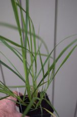 Pennisetum alopecuroides ‘Japonicum’ 170 P9 Pennisetum alopecuroides  ‘Japonicum’(=foxtrot) | Lampepoetsersgras 170 P9