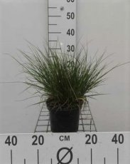 Pennisetum alopecuroides ‘Little Bunny’ 10 st. Pennisetum alopecuroides  ‘Little Bunny’ - 10 st. | Lampepoetser 25 C1.5