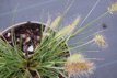 Pennisetum alopecuroides ‘Little Honey’ 25 P9 Pennisetum alopecuroides  ‘Little Honey’ | Lampepoetsersgras  25 P9