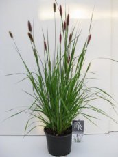 Pennisetum massaicum 'Red Bunny Tails' | Lampenpoetsersgras 60 P9