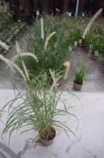 Pennisetum orientale | Lampepoetsersgras 35 P9