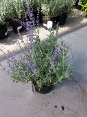 Perovskia atriplicifolia ‘Little Spire’® - Blauwspirea 30-40 C