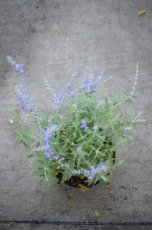 Perovskia atriplicifolia ‘Blue Spire’ - Blauwspirea 120 P9