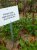 Persicaria amplexicaulis ‘Blackfield’ Persicaria amplexicaulis ‘Blackfield’ | Adderwortel 80 P9