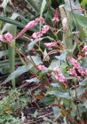 Persicaria amplexicaulis ‘Pink Elephant’® | Adderwortel 50 P9