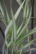 Phalaris arundinacea ‘Feesey’ 100 P9 Phalaris arundinacea ‘Feesey’ | Kanariegras 100 P9 (WINTERGROEN)