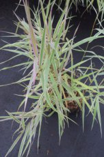Phalaris arundinacea ‘Picta’ | Kanariegras Phalaris arundinacea ‘Picta’ | Kanariegras 80 C3
